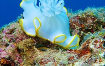 Nice nudi…