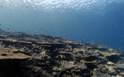 #reefencounters #naui