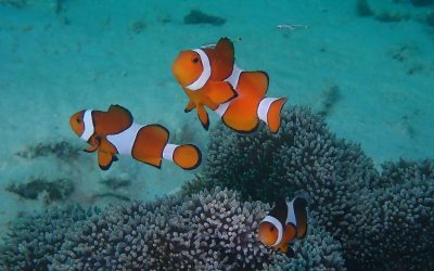 Todays dives!