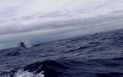 Its whales season again and the Reef Encounters…
