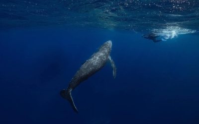 Whale season is about to kick off and we have v…
