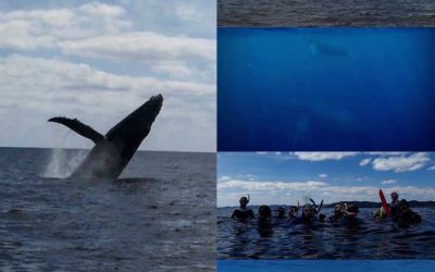 The season is about to kick off and the whales …