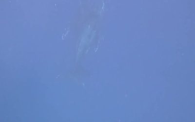 Just a few seats left for freediving with whale…