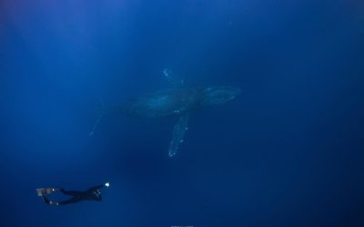 Getting up close and personal with giants…..