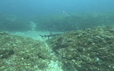 The sharks did come out and play today!