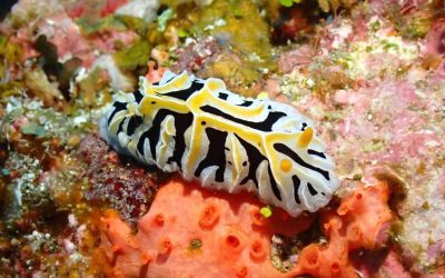 We have been diving a lot this past week, class…